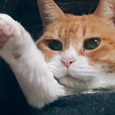 sv_yukko's profile picture. シャドバ用に垢再利用( ˙³˙) プロフィールって何書けばええんかわからんので察して_:(    _ ́ω`):_ 気軽に絡んで頂きたい！！