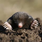 maddmole's profile picture. California dreaming. Bernie broette.