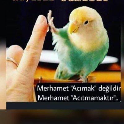 levent_iseri's profile picture. 