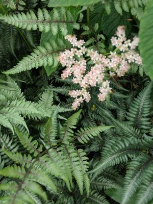 clayandstem's profile picture. houseplant and flower enthusiast