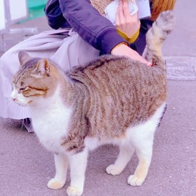 みやちーに (miyachimomomomo@) / X