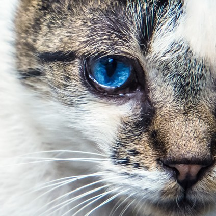 青い目の猫 Blueeyescut Twitter