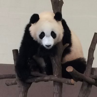 orangecoro's profile picture. パンダ🐼（推しはシャンシャン、結浜）、象🐘、犬🐕、チェロを聴く事、弾く事🎶（ハ音記号嫌いです😔）が大好きです💖