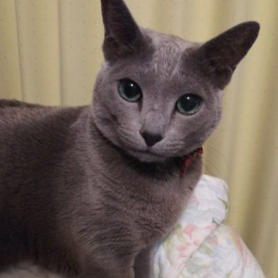 yuneagleeyes's profile picture. 猫が好き♥　すんごく好き ♥
🎹鈴木孝彦 うにピアニスト🎹さんのこと大好きです💕
甘くて美味しいモノも好き♥