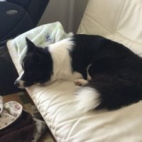 arthur (@buddy1230_s) 's Twitter Profile
