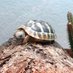 BiscuitTheTortoise (@BiscuitTortoise) Twitter profile photo