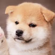 フォロワー日本一を目指してます☆必ずフォロバします☆フォロー後いいねorRTをして頂けたらいいねorRTをお返しします☆フォロワーみんなが見るので、宣伝効果は抜群ですよ☆フォロワーさん限定、固定ツイートをRT致します。突然しますので、いつされるかドキドキしといてね!☆以前の消されたアカウントは25万人でした☆