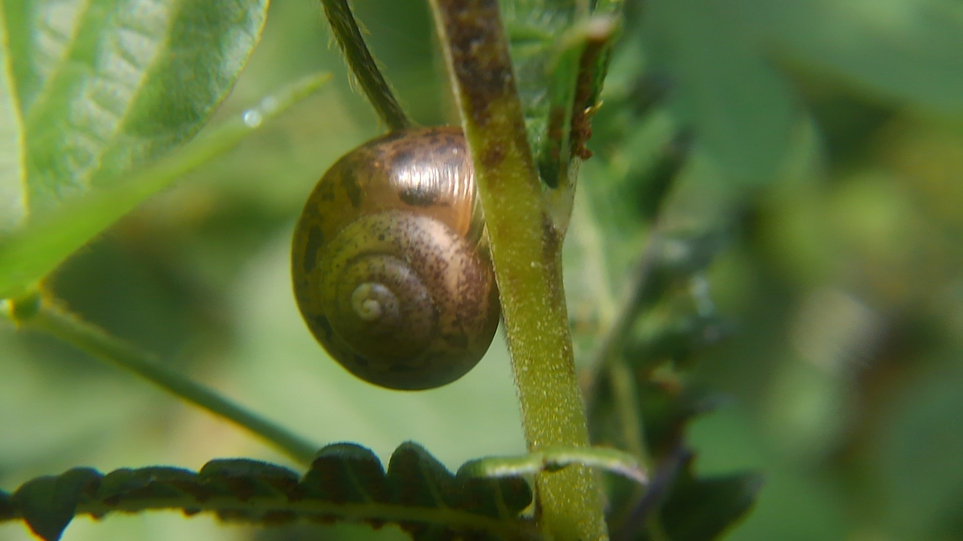 自然採食研究家にして、野生のコントラバス弾き