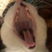 ねねこ (@gasmask08) Twitter profile photo ねねこ (@gasmask08) Twitter profile photo