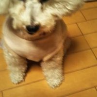 彩花 (@ayakaa0912) 's Twitter Profile