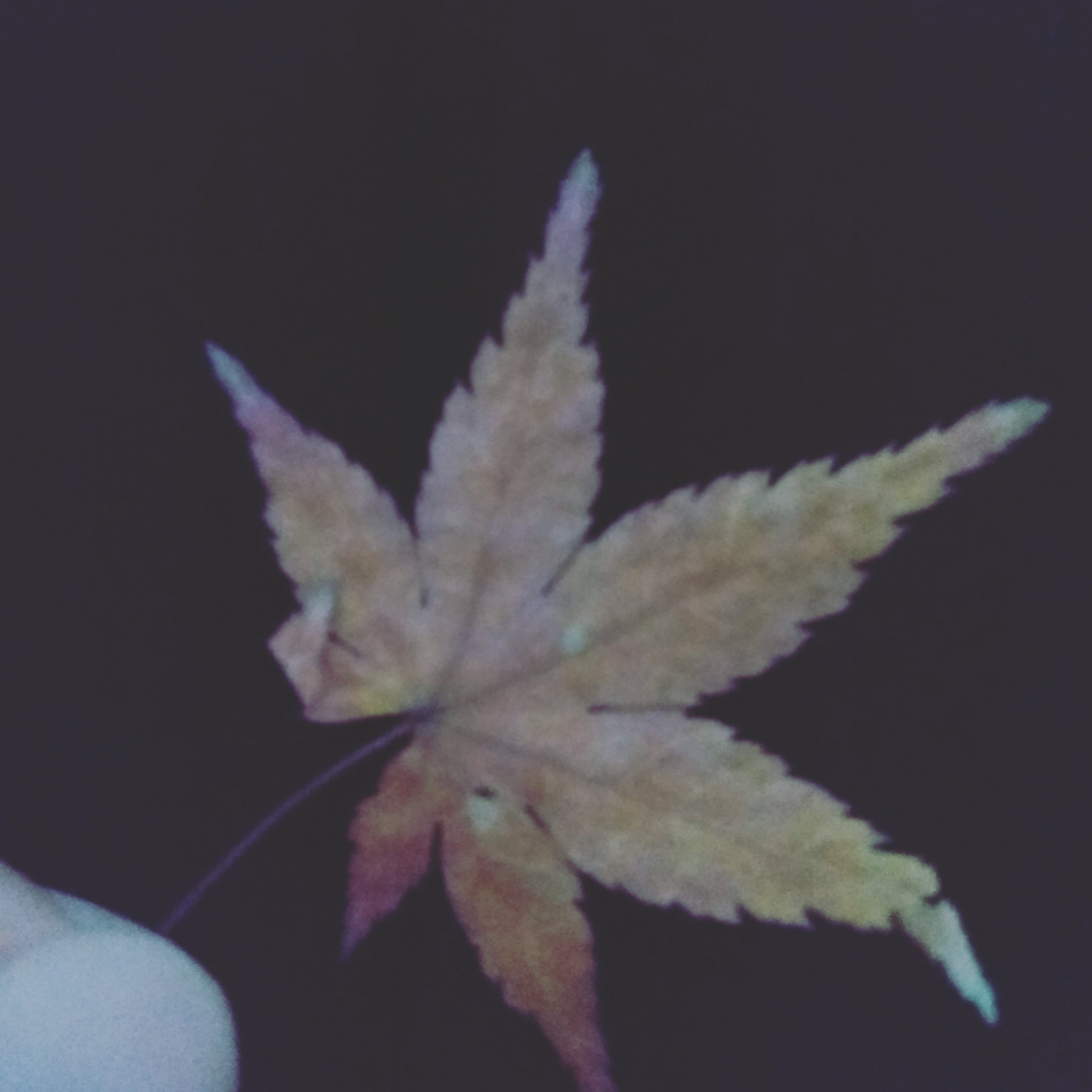 fernissa's profile picture. FF