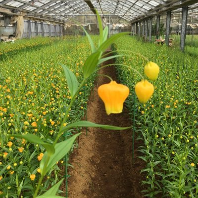 多花園 たかえん みゆき 八丈島 On Twitter 小さな小さな水仙が咲いています 日本原産の水仙は 植えっぱなしでも毎年きれいな花を咲かせてくれて 嬉しいですね