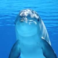 いるかぴ🐬💖 (@irukapipipi) 's Twitter Profile