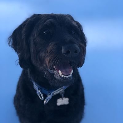 AmyAmyleblanc2's profile picture. I believe in science.  Pro-choice. LGBTQIA Ally. the Healthcare system in the US is maddening. Dog, cat (pretty much all animal) friendly. Show them to me!