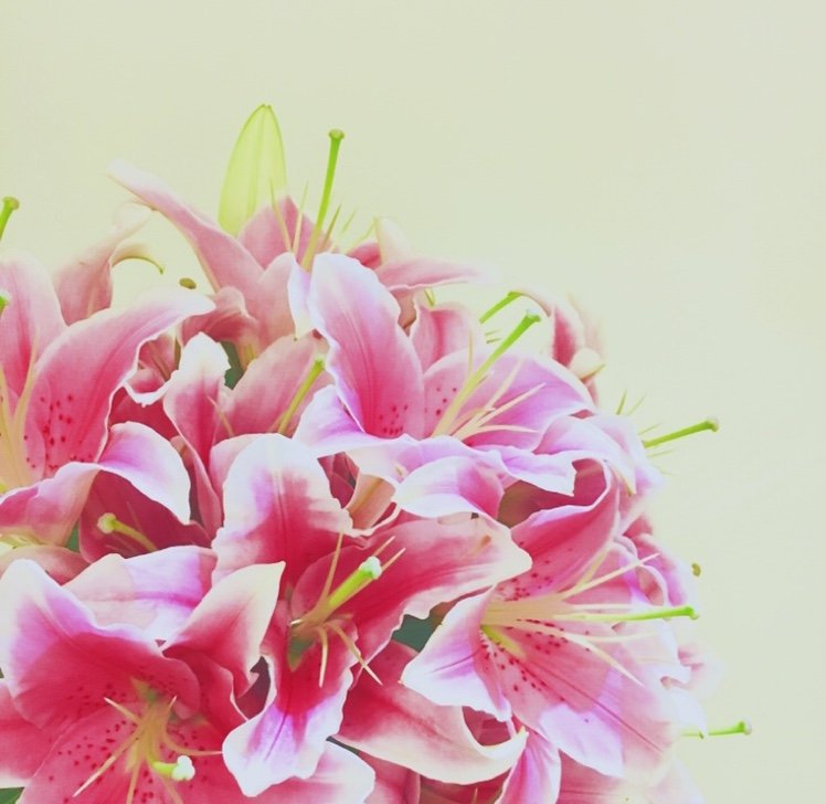 ghost_apartment's profile picture. 楽して生きたい　花さわってごはん食べてる人