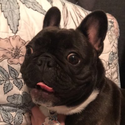 Jena4Rena's profile picture. Fantasy 4 pups