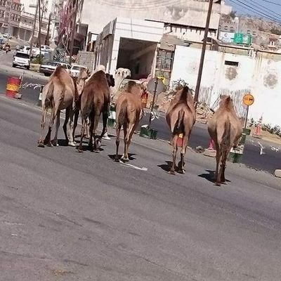 QmqtXbmiMSq7VcN's profile picture. 