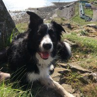 Bede the Border Collie(@BedeCollie) 's Twitter Profile Photo