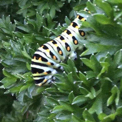 Karen98randomly's profile picture. advocate for metamorphosis