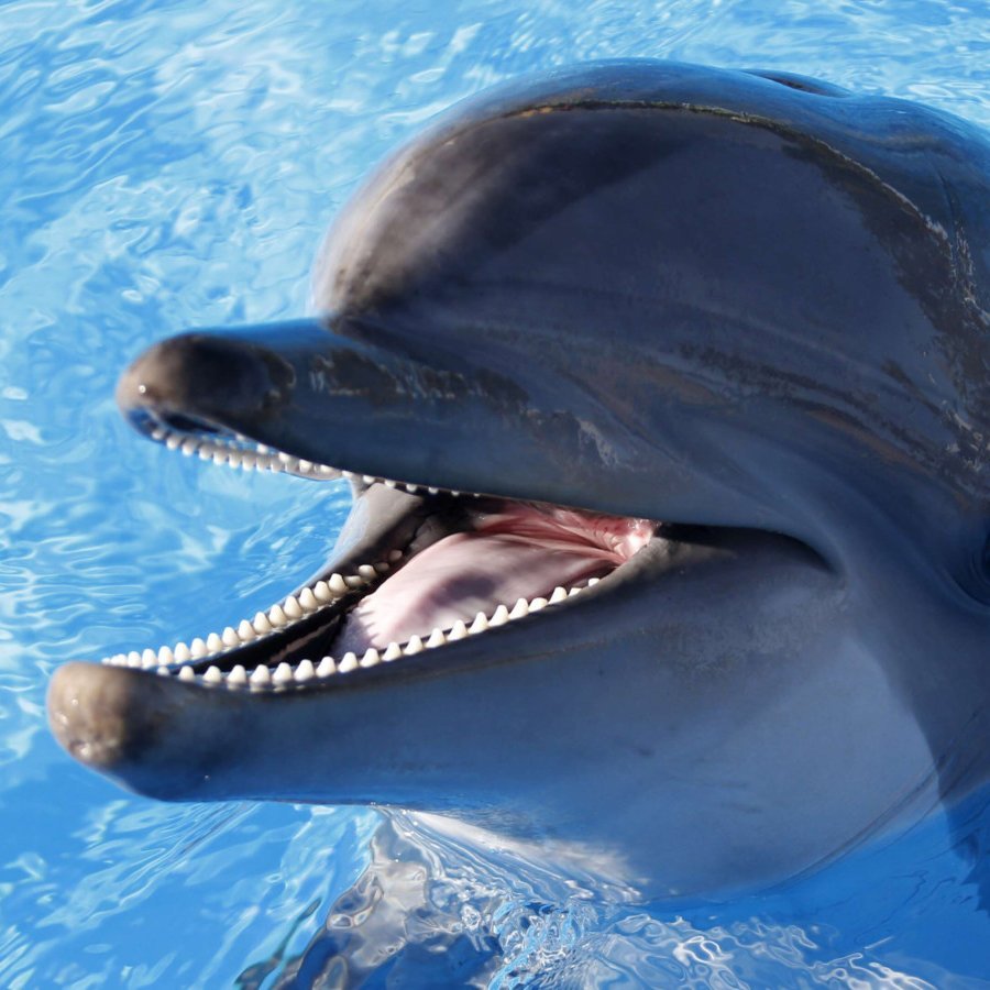 dolphinpride03's profile picture. Third Grade TA