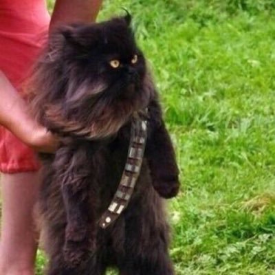 JuIi3t's profile picture. I ❤️ my dogs and all critters. #Atheist. We all meet the same fate.