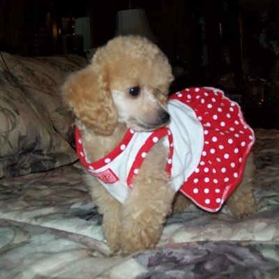 Online emirati petstore selling pedigree dogs , purebred cats and anything you can think of! whatsapp/text Only:0569696022