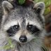 Daily Racoons (@racoons_daily) Twitter profile photo