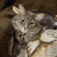 Joanne A Goodman (@angelfiremom) 's Twitter Profile