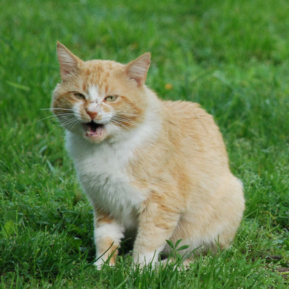 The home for #CatsOfTurf. Tag us with your best @CatsOfTurf photos!