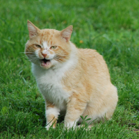 Cats of Turf (@catsofturf) 's Twitter Profile