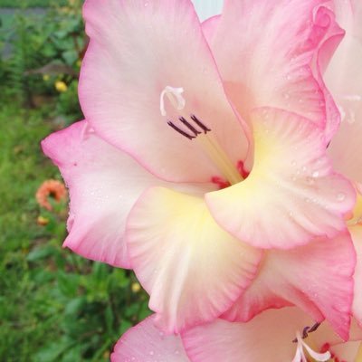 lllooovvellyy's profile picture. 