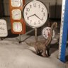 BrianTheBrachi1's profile picture. I'm a weather enthusiast Brachiosaurus who loves being the figurine of weather related films