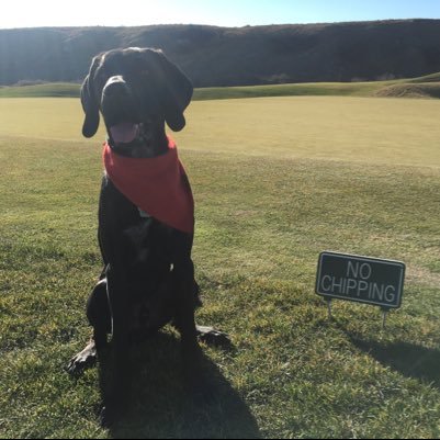 My name is CHIP. I work at Desert Blume Golf Club in Medicine Hat Alberta. I love my family, running , golf courses, chasing birds and eating cheese.