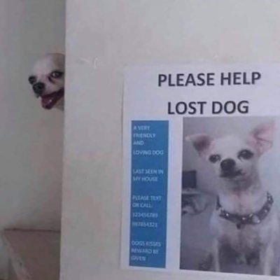 Piscdog's profile picture. little chef