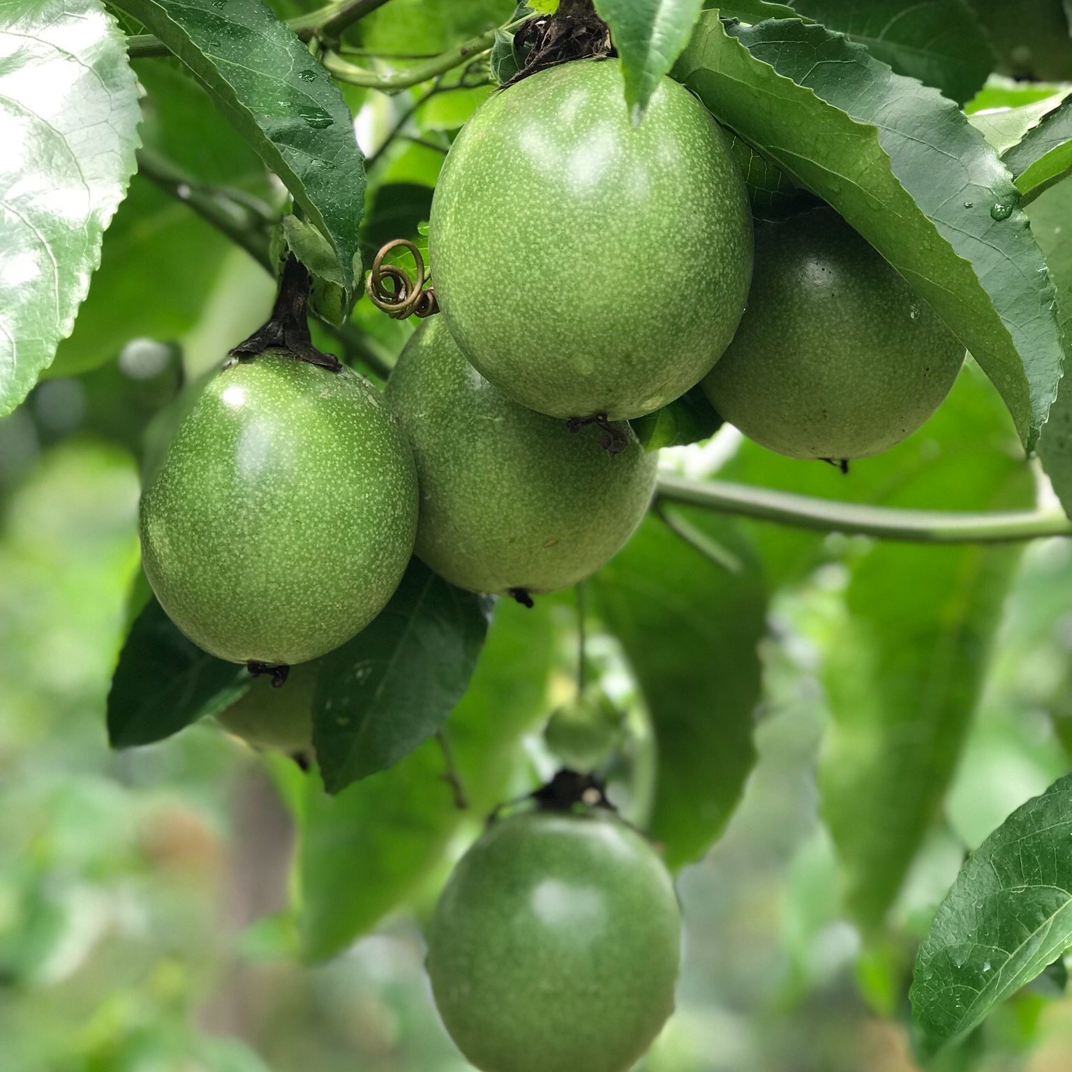 Fruit supplier and distributor