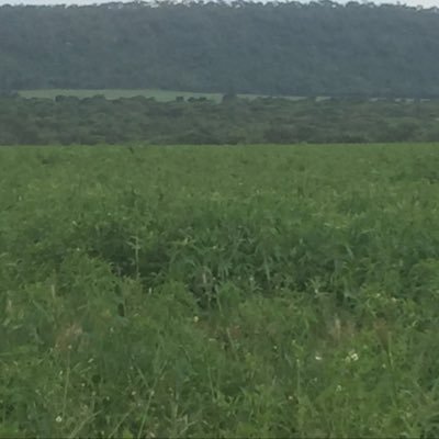 An SME Farm in Mkushi, growing high quality wheat in winter, and a green manure crop of Sunhemp during the summer.