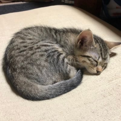 ちさとの里さんのプロフィール画像