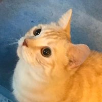 詩音 (@dealings429) 's Twitter Profile