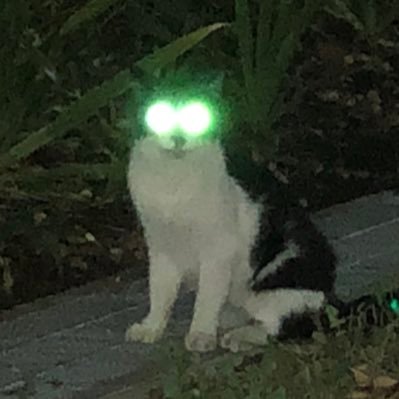 Volcarona96's profile picture. 黒ウィズ、ご飯、イラストにファボを飛ばす妖怪です