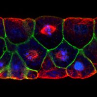 Woolner Lab (@labwoolner) 's Twitter Profile