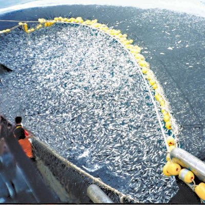 Overfishing has had a huge impact on our world. We face the extinction of multiple species but there is still hope.