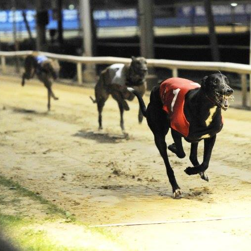 Henlow Dogs