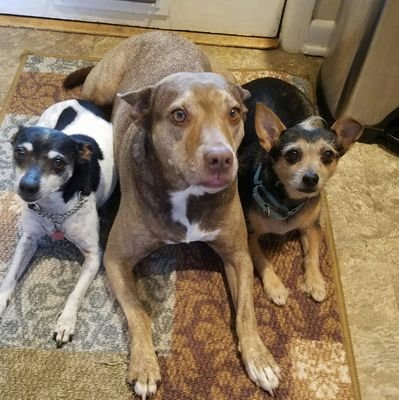 LoMary2021's profile picture. History lover, animal rescuer, gardener, pay it forwarder. Please don't go to marine animal shows or animal circuses. God's animals deserve our respect and awe.