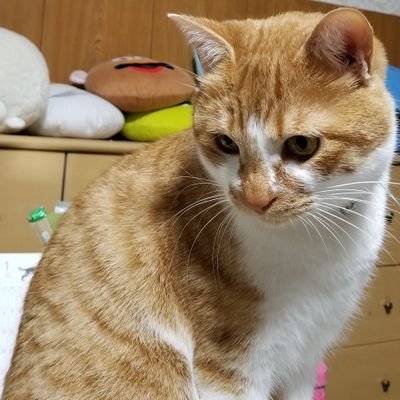 三重県人。ペットショップ 動物館アイドル3の社員です。
保護猫のミルク&ダックスのクルミが家族。
東海べりふぁむです

ペットの可愛い写真や動画をアップします。
殺処分0になりますように。
                     ☆下のURLは動物館アイドル3のホームページです。可愛い動物たちをご覧くださいませ☆