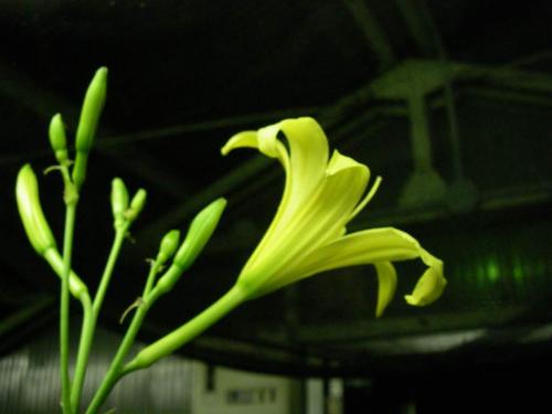 花と昆虫の関係、植物の進化、Evolution/ Ecology/ Flower/ Assistant Professor level
