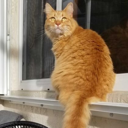 TimothyTibbles's profile picture. Shelter rescue from Dogs & Cats Forever.

@Sole42MJ