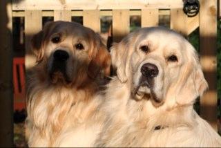 Two forever brothers ...who happen to be golden..Scout & Maverick following in the pawsteps of our founders and in loving memory of Kobe and Tomba