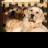 TeamRetriever's profile image