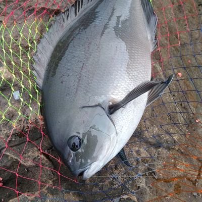 徳島県在住。
徳島県南・四国西南部で磯釣りメインでたまにルアーもやります。
最近は”するするスルルー”にドはまり中
貧乏釣り師で道具にお金はかけません。（かけれません）