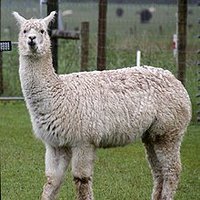 AlpacaMrTaffa (@mrtaffa) 's Twitter Profile